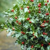 Image 2: Holly Ilex x meserveae 'Blue Maid' Standard Plant