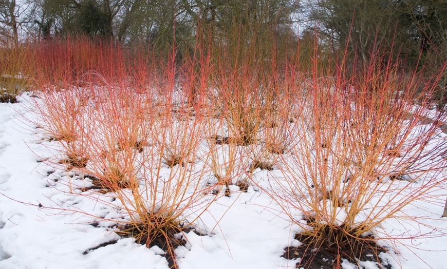Image 4: One, Two or Three Hardy Cornus Winter Flame Potted Plants