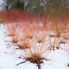 Image 4: One, Two or Three Hardy Cornus Winter Flame Potted Plants