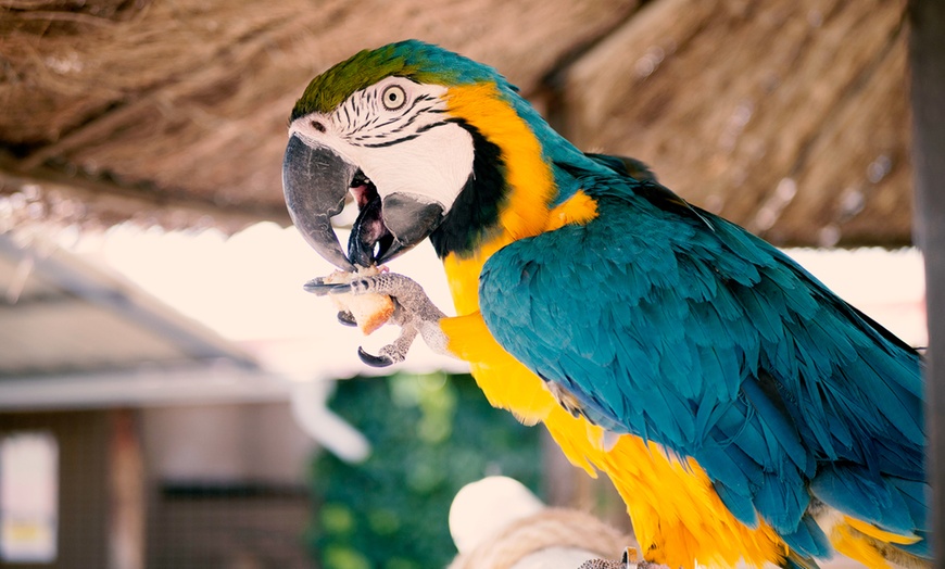 Image 1: Entrada al zoológico "La era de las aves"  