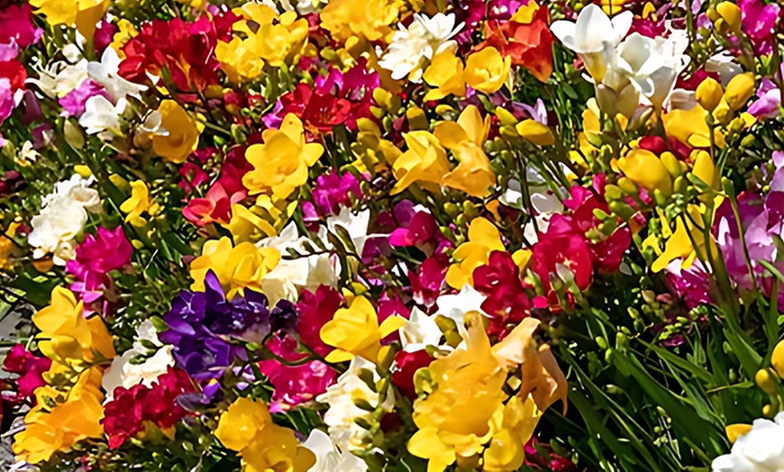Image 1: 40x Freesien Blumenzwiebel-Mix