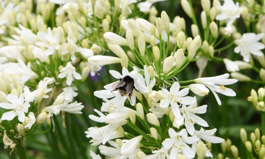 Image 1: One or Two Agapanthus Ever White Potted Plants 