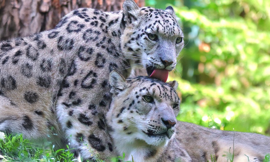 Image 2: Tageskarte für den Zoo Magdeburg für 1 oder 2 Personen