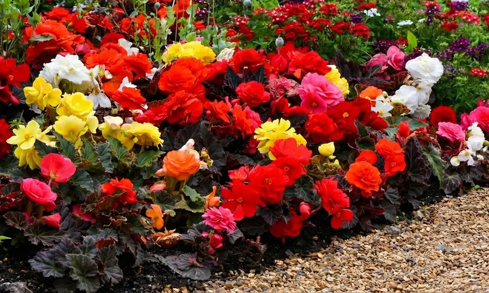 Begonia Nonstop Fire or Mocca Mix - 30 or 60 Plants