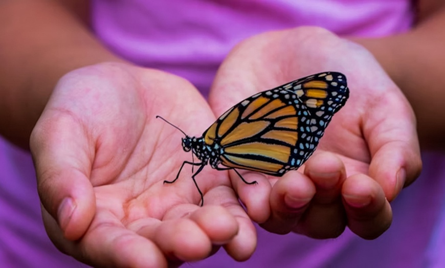 Image 10: Dubai Miracle Garden + Butterfly Garden Combo Tickets (For 1, 2, or 4)