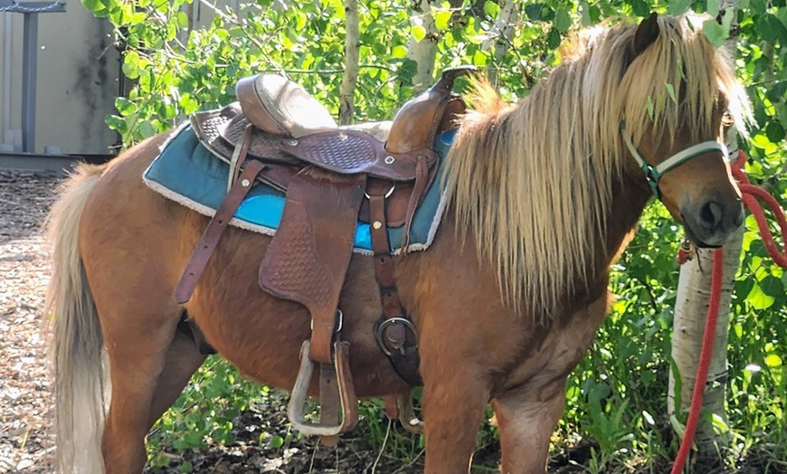 Image 3: Petting Zoo & Mobile Animal Encounters – Fun for All Ages