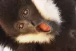 Support Wildlife Conservation: Admission to the Gibbon Conservation Center in Santa Clarita with 1 Hour Guided Tour - Second Medium