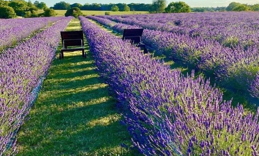 Image 18: Discover Beautiful Lavender Fields & Afternoon Tea at Finchingfield Camping with Up to 33% Off!
