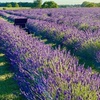 Image 18: Discover Beautiful Lavender Fields & Afternoon Tea at Finchingfield Camping with Up to 33% Off!