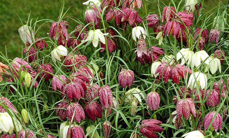 Image 2: 25 or 50 Fritillaria Meleagris Mixed Spring Flowering Bulbs