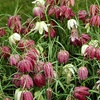Image 2: 25 or 50 Fritillaria Meleagris Mixed Spring Flowering Bulbs