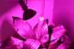 iMounTEK Full Sprectrum LED Plant Grow Light 360-Degree Gooseneck Grow Lamp - Second Medium