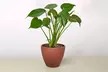 Monstera Split Leaf in 2",4",6",8", and 10" Sizes with Free Shipping - Indoor and Outdoor Plants (Up to 24% Off) - Second Medium