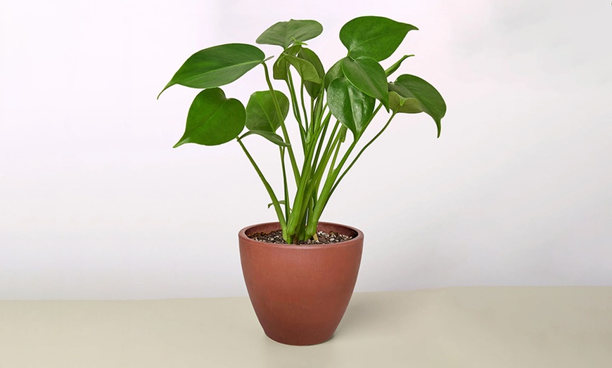 Image 6: Monstera Split Leaf from House Plant Shop with Free Shipping (Up to 15% Off)