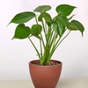 Image 6: Monstera Split Leaf in 4",6",8", and 10" Sizes with Free Shipping (Up to 15% Off)