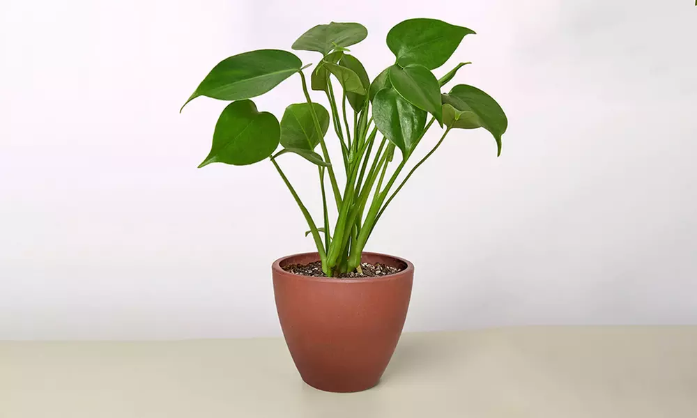 Monstera Split Leaf from House Plant Shop with Free Shipping (Up to 15% Off)