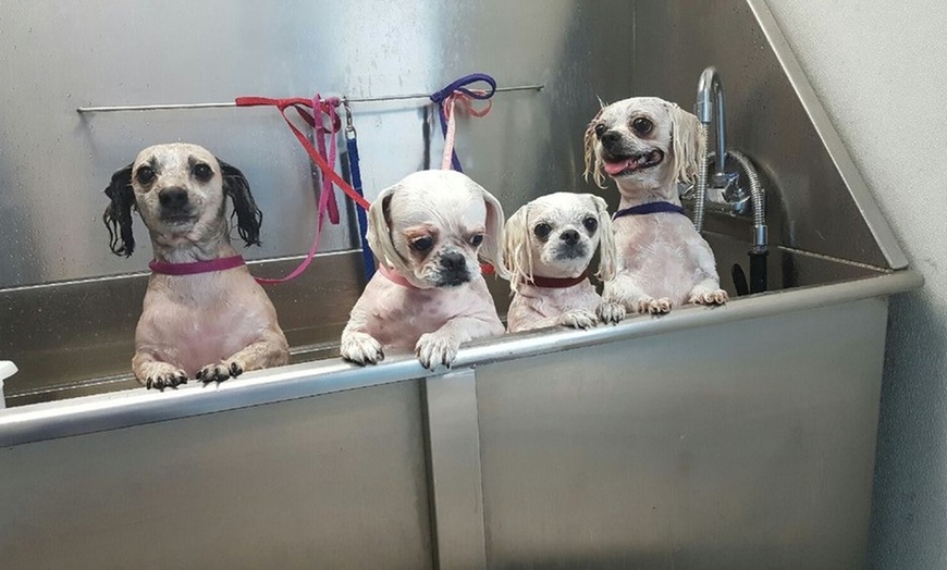 Image 2: Full Service or Doodle/Poodle Full Service Grooming Package for Dogs!