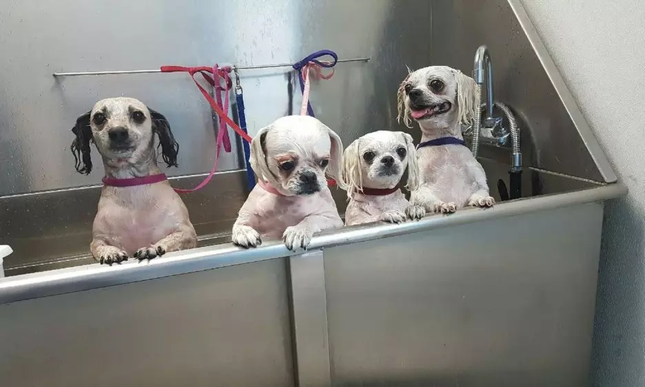 Full Service or Doodle/Poodle Full Service Grooming Package for Dogs!