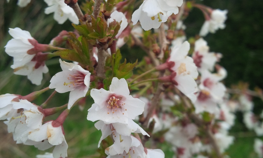 Image 2: YouGarden Cherry 'Kojo-no-Mai' Standard Tree Gift Wrapped