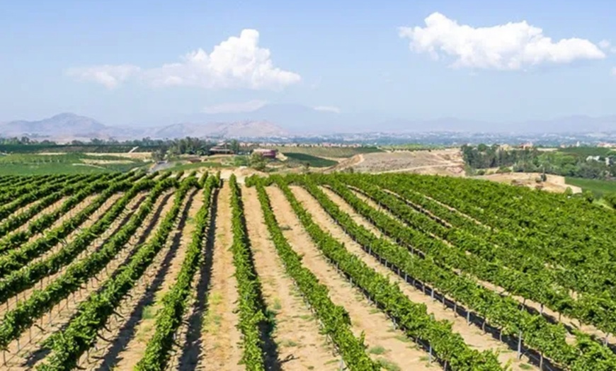 Image 3: Wine Cave Tasting Experience with Scenic Vineyard Views