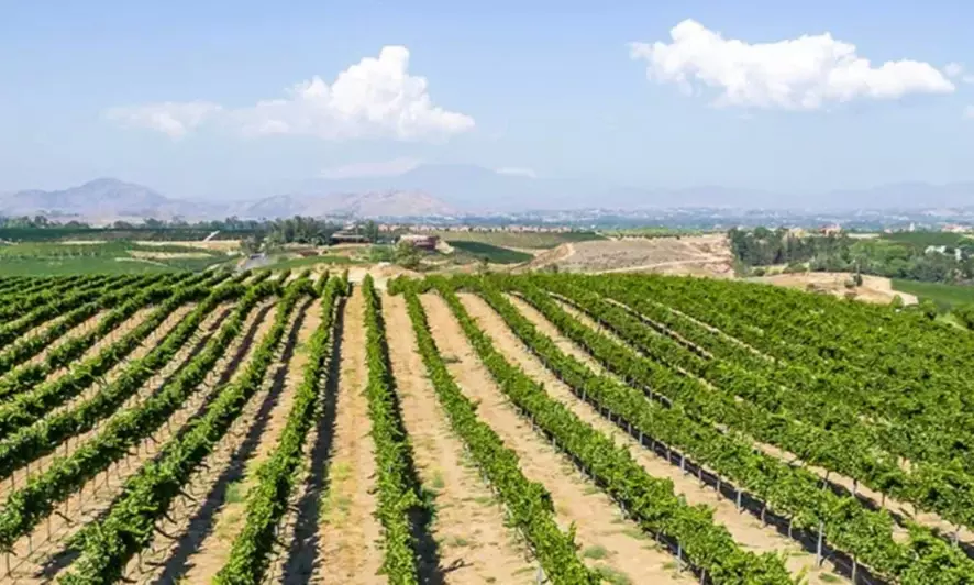 Wine Cave Tasting Experience with Scenic Vineyard Views