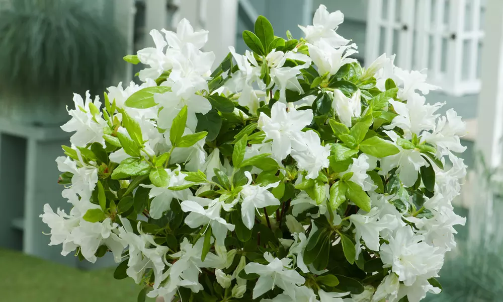 Lot de 3, 4 ou 8 azalées