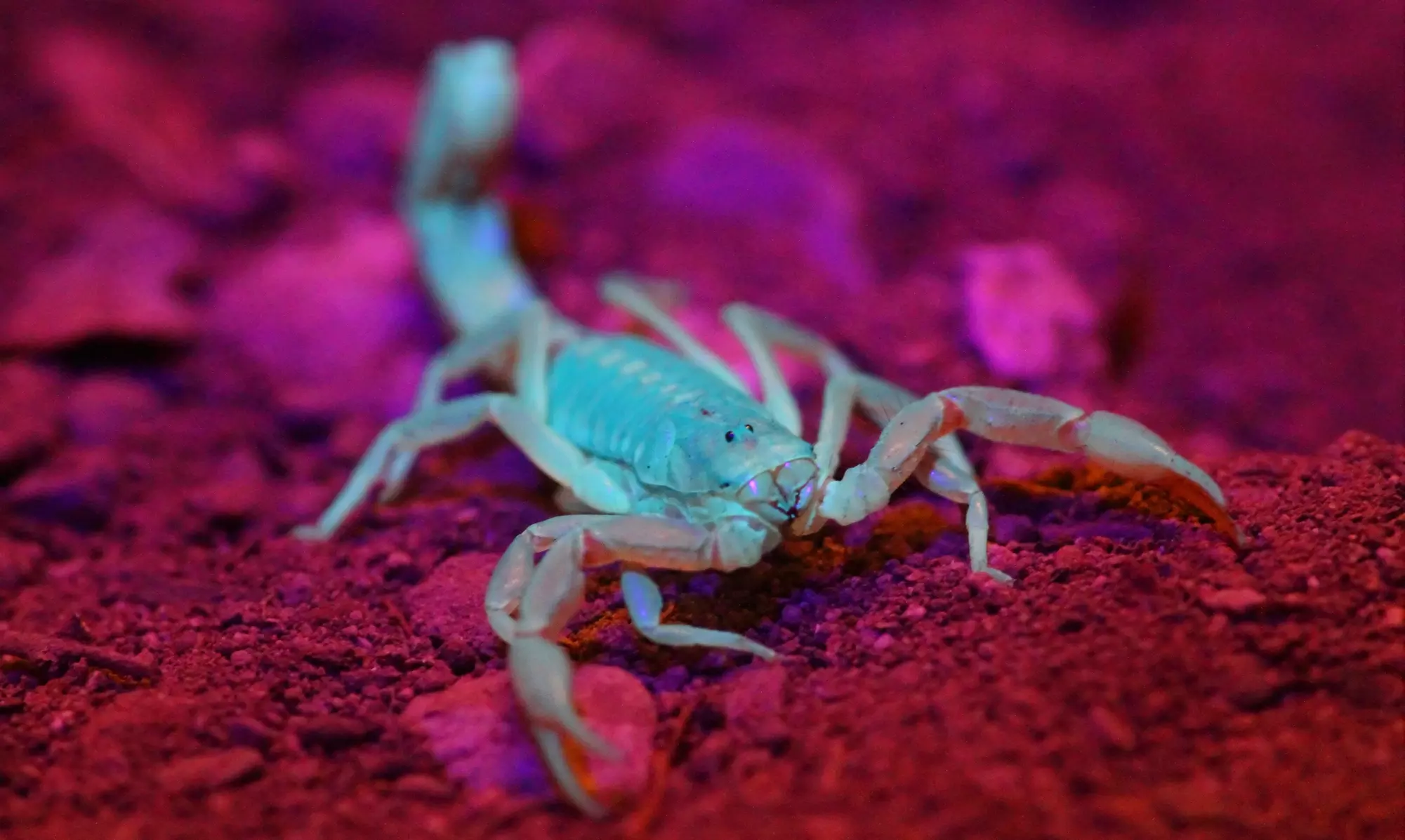 Up to 50% Off on Pest Control Service - General at Iron Mantis Pest Control - Primary Image