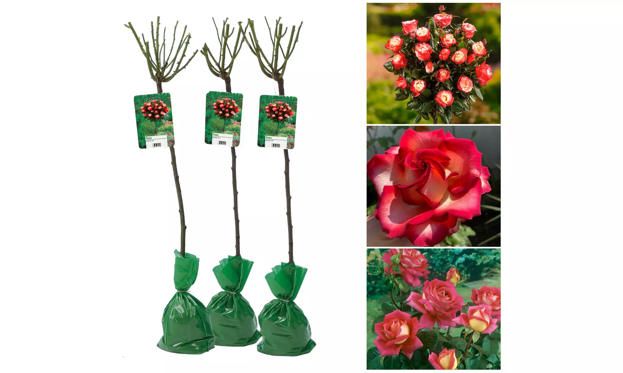 Set van 3 XXL rozen van 120-140 cm