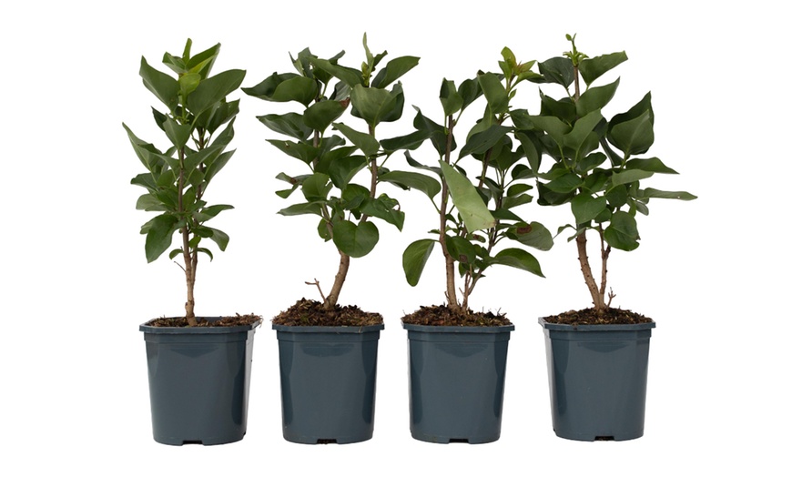 Image 11: Set de 4 lilas de variedad a elegir, entregadas en maceta, de Rootz