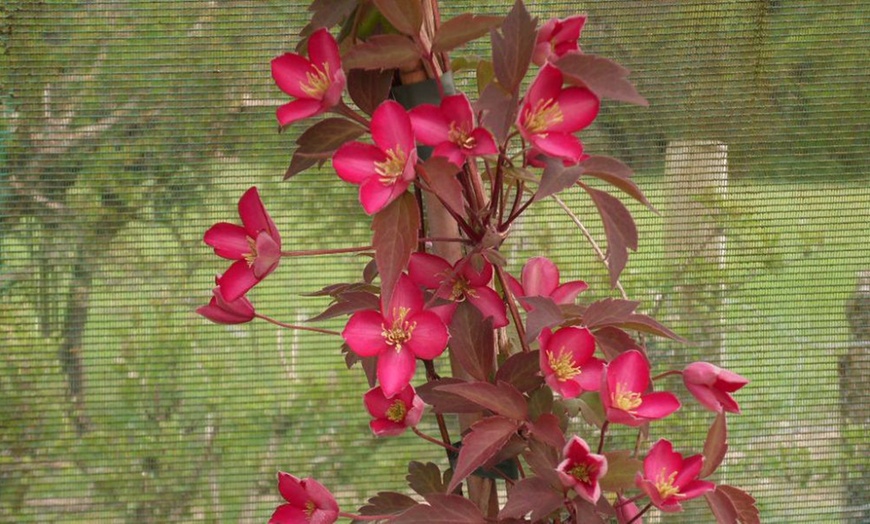 Image 2: One or Three Clematis Montana Red Velvet Truffle Plants