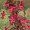 Image 2: One or Three Clematis Montana Red Velvet Truffle Plants