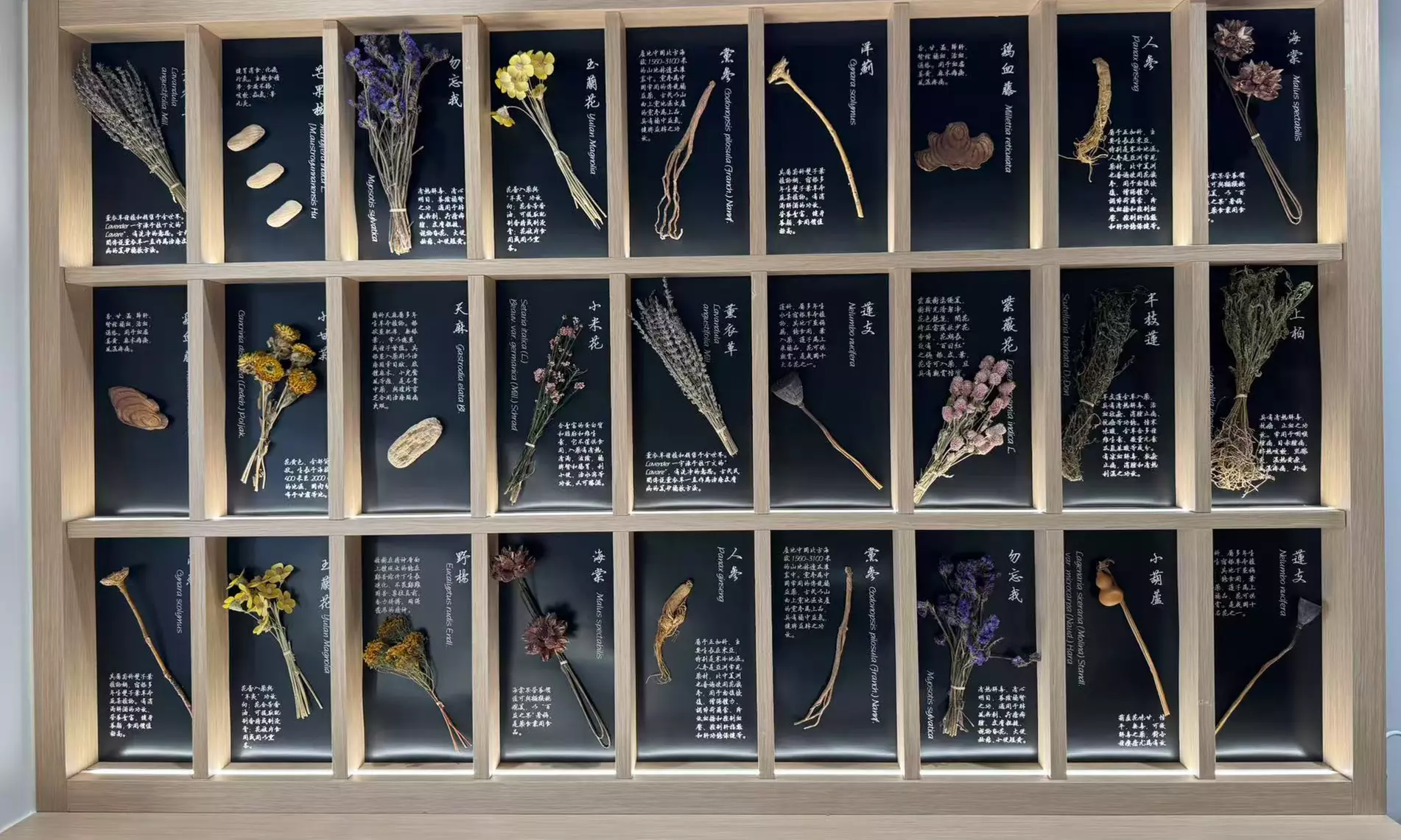 60Min Head Spa: Herbal, Hydroxyl Acid Nourishment or Ginger & Ginseng