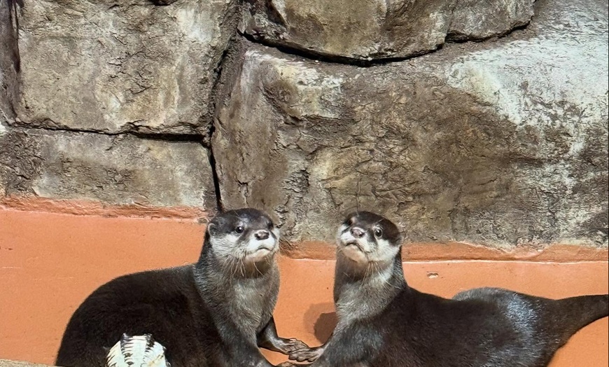 Image 4: Passes to One World Interactive Aquarium in Las Vegas, NV