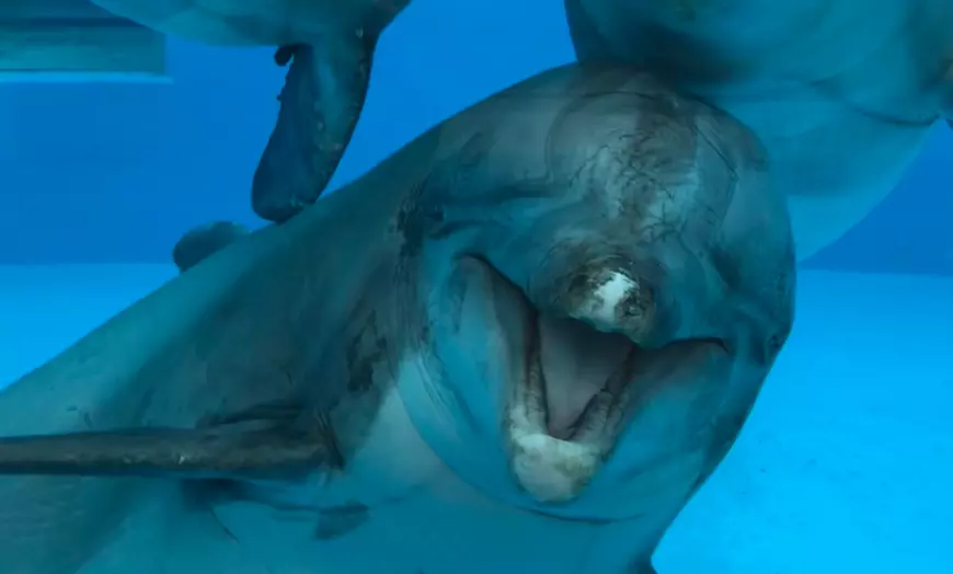 Image 6: Ontdek de dieren van de zee en neem zelf een duik in het Dolfinarium