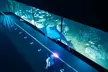 Experience Zoocade’s Immersive 3D Hologram Zoo (Up to 47% Off) - Second Medium