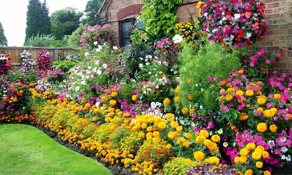 60 or 120 Mixed Summer Bedding Plants