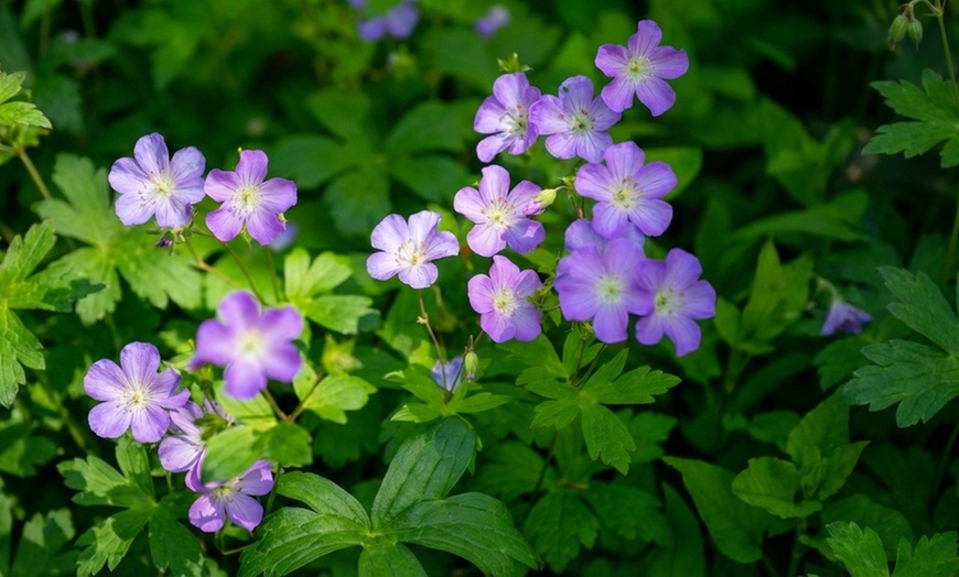 Image 4: Set di 8 piante perenni Rosie Border