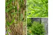 Plant de bambou Fargesia non prolifère, large ou moyen - Second Medium