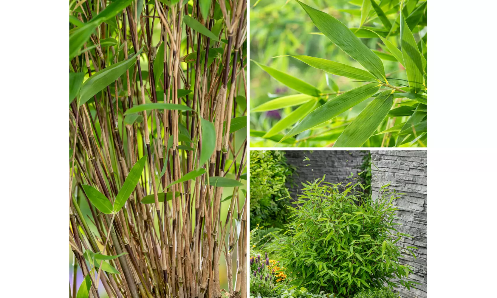 Plant de bambou Fargesia non prolifère