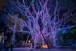 Experience the Magic of Zoo Lights at Palm Beach Zoo & Conservation Society - Second Medium
