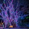 Image 2: Zoo Lights: A Dazzling Holiday Experience 
