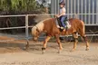 Save Up to 30% Off on Private, Group, And 8-Week Horseback Riding Lessons For All Levels at Starlight Acres - Second Medium