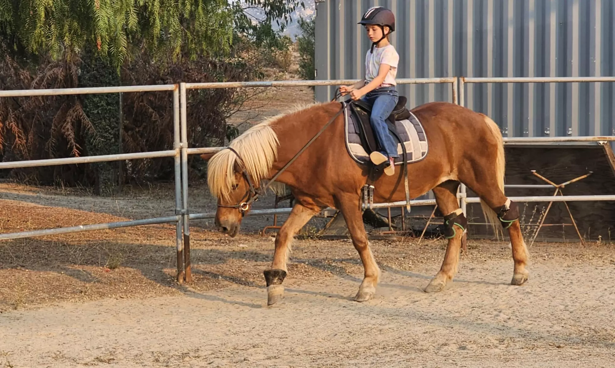 Private, Group, And 8-Week Horseback Riding Lessons For All Levels