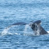 Image 9: Luxury San Diego Whale Watching Tour