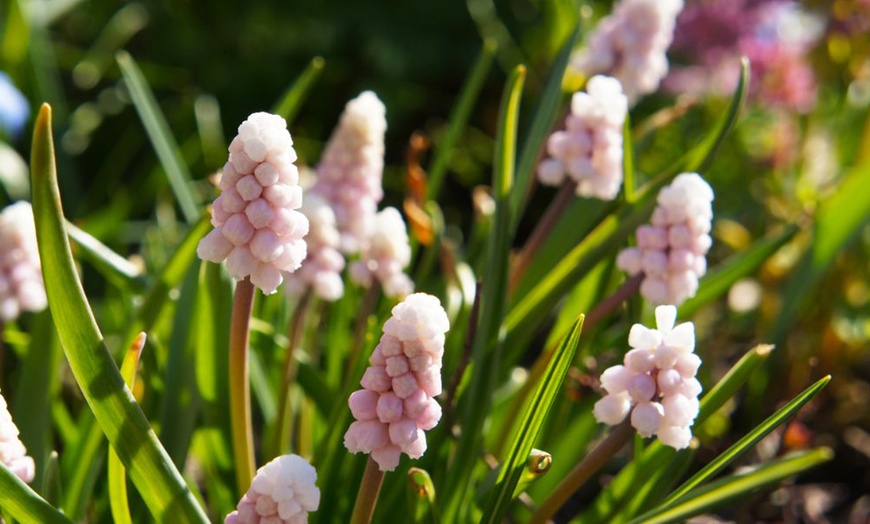 Image 2: Muscari Grape Hyacinth - Pink, Blue and White Spring Bulbs