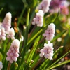 Image 2: Muscari Grape Hyacinth - Pink, Blue and White Spring Bulbs