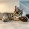 Image 6: 1, 3 or 5 Overnight Dog Boarding Stays for One Dog or Cat or Two Dogs