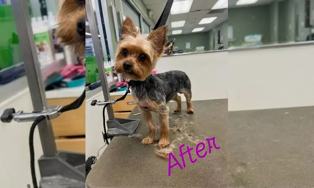 In-Home Full Service Dog Grooming for Small to XL Dogs