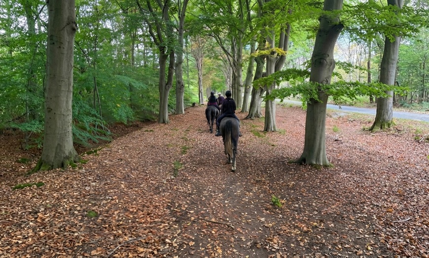 Image 2: Avontuurlijk paardrijden met bosrit of waterrit incl. begeleiding