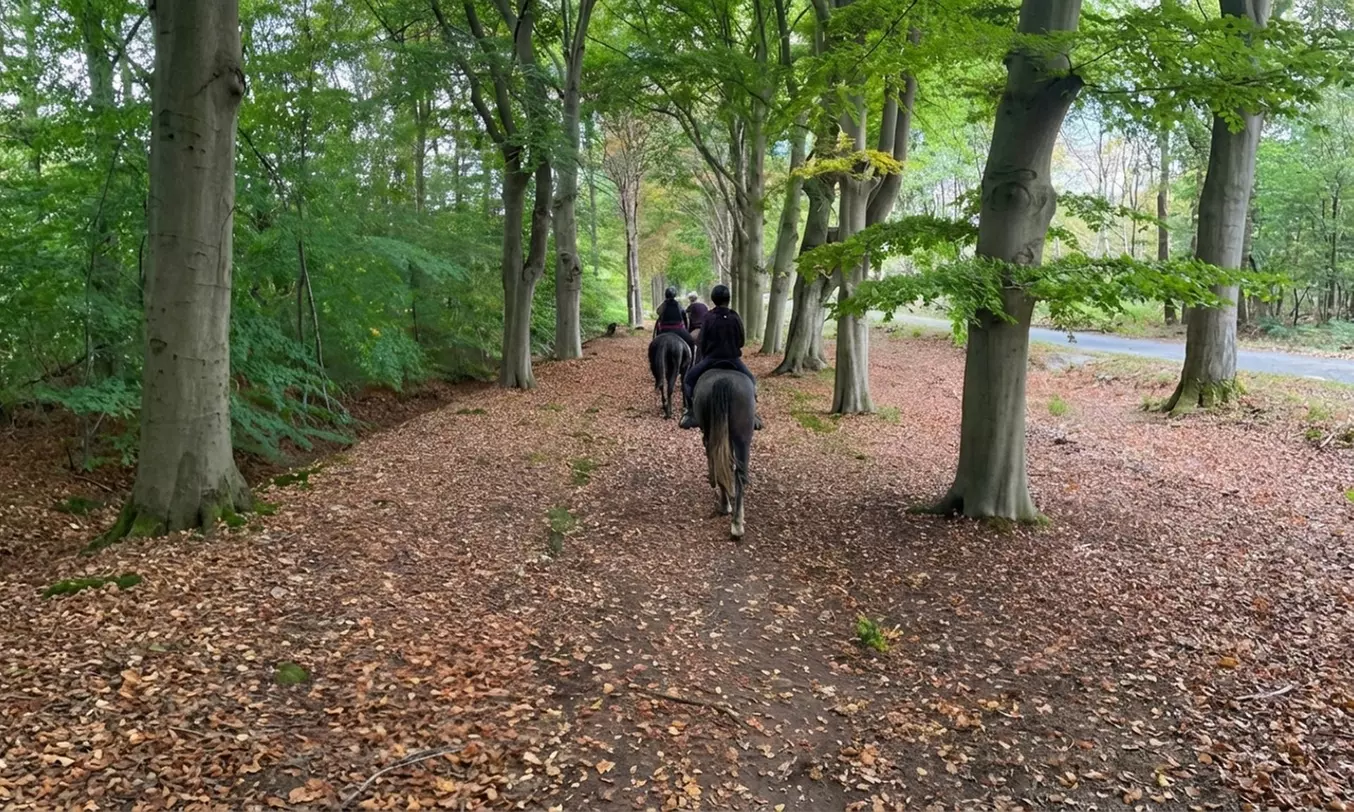 Avontuurlijk paardrijden met bosrit of waterrit incl. begeleiding